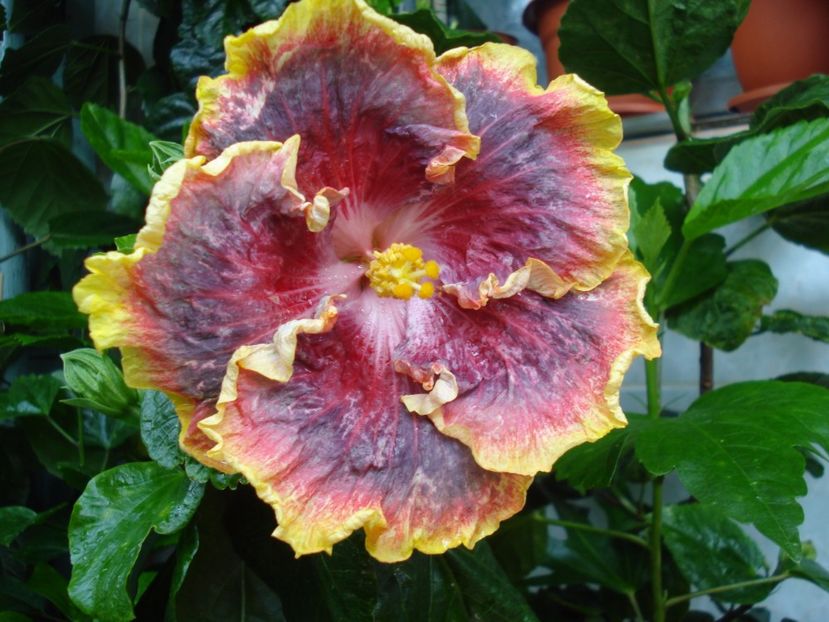  - HIBISCUS 2017