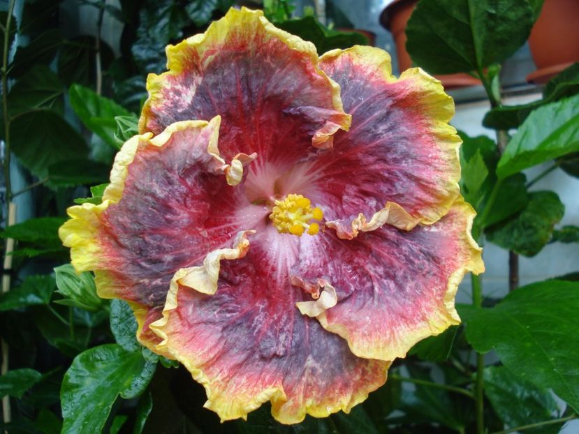  - HIBISCUS 2017