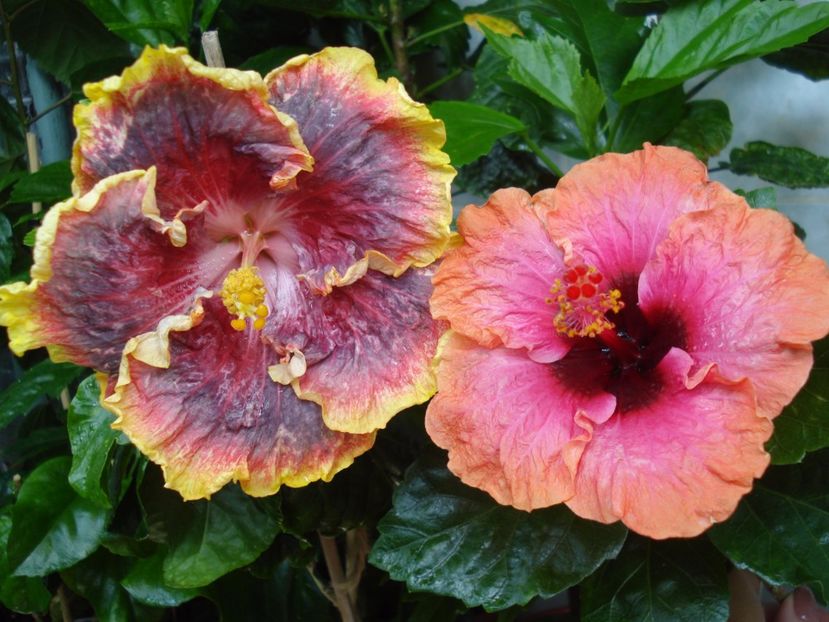 - HIBISCUS 2017