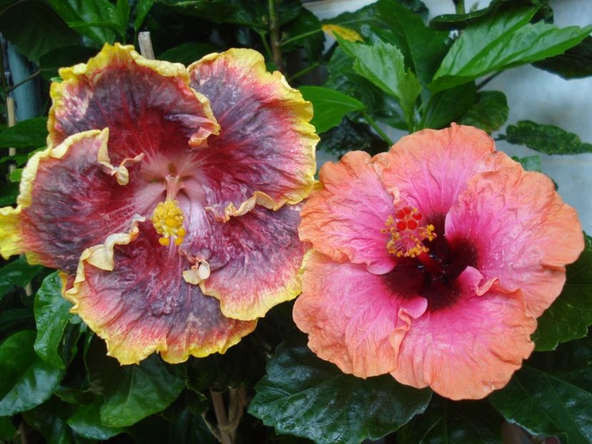  - HIBISCUS 2017
