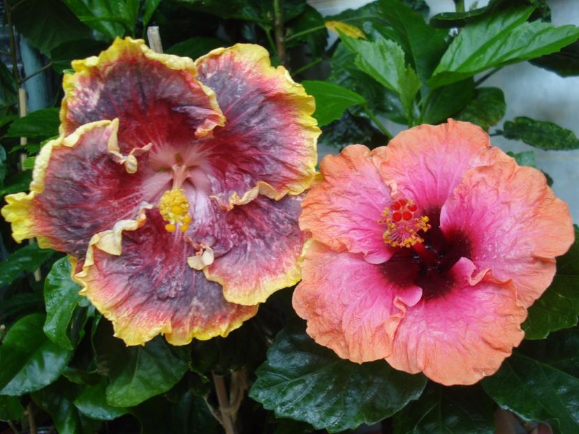  - HIBISCUS 2017
