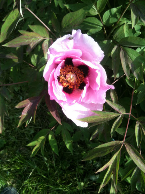 "Ri Yue Tong Hui" - Bujori arbustivi