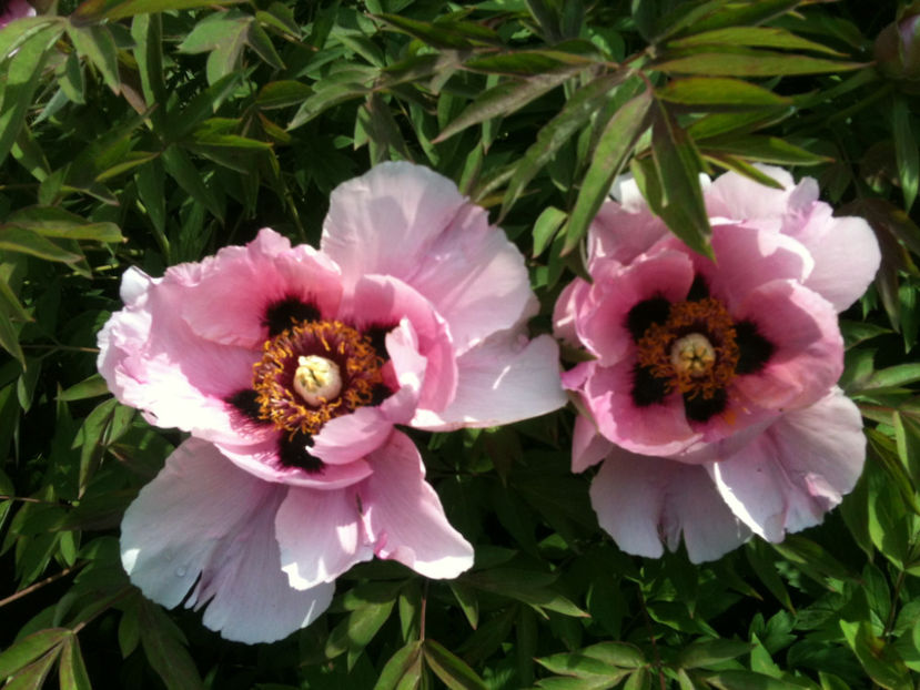 "Glory of the Sun and Moon" - Bujori arbustivi