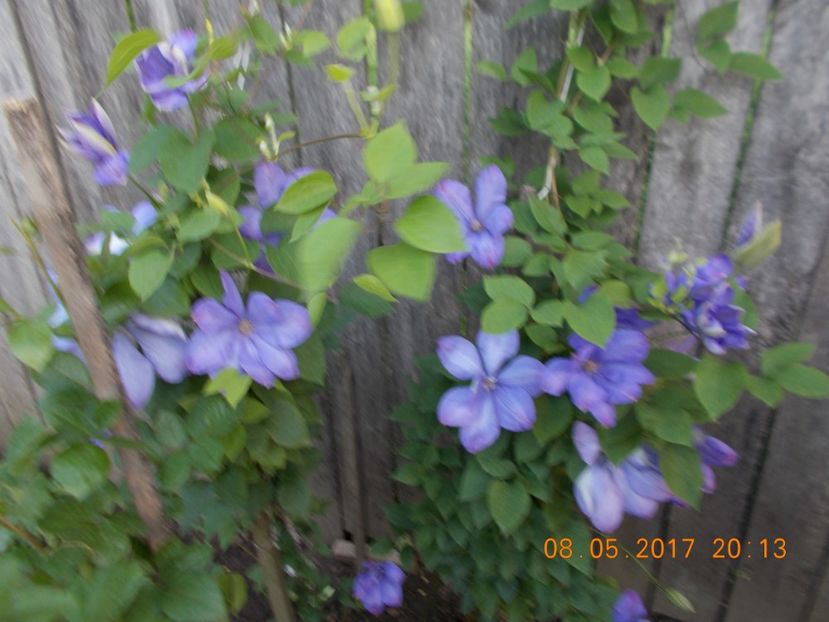  - Clematite 2016-2017-2019-2021-2022
