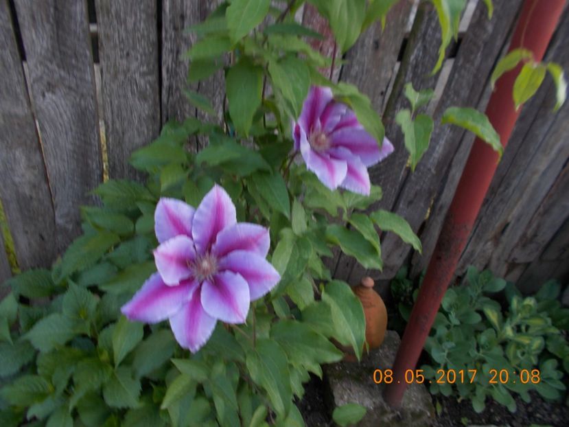  - Clematite 2016-2017-2019-2021-2022