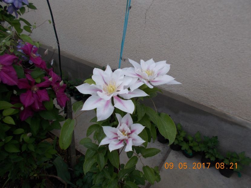  - Clematite 2016-2017-2019-2021-2022