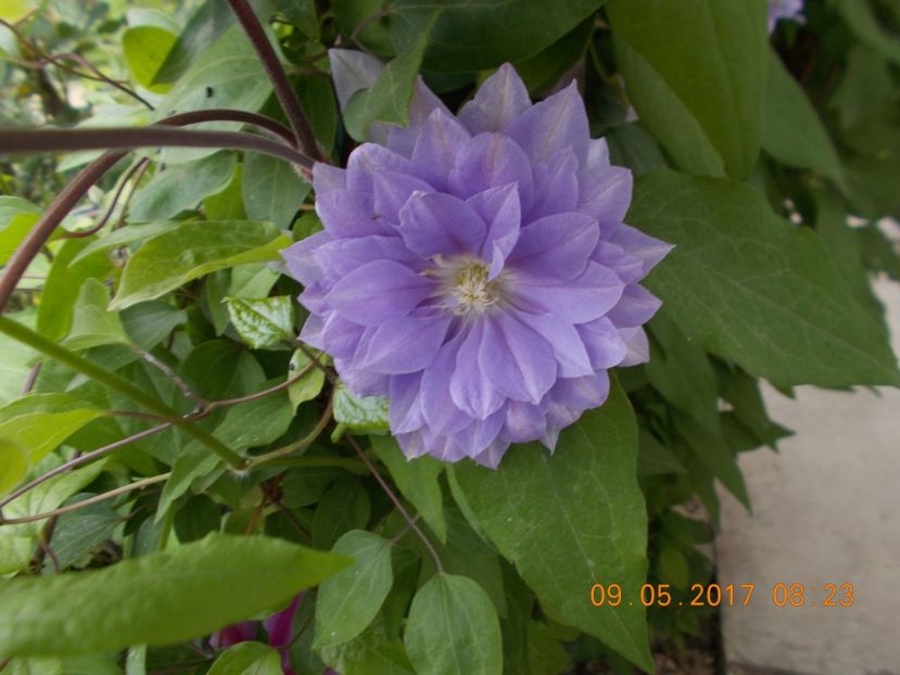  - Clematite 2016-2017-2019-2021-2022