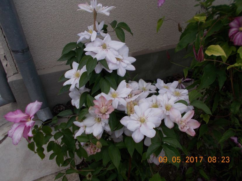  - Clematite 2016-2017-2019-2021-2022