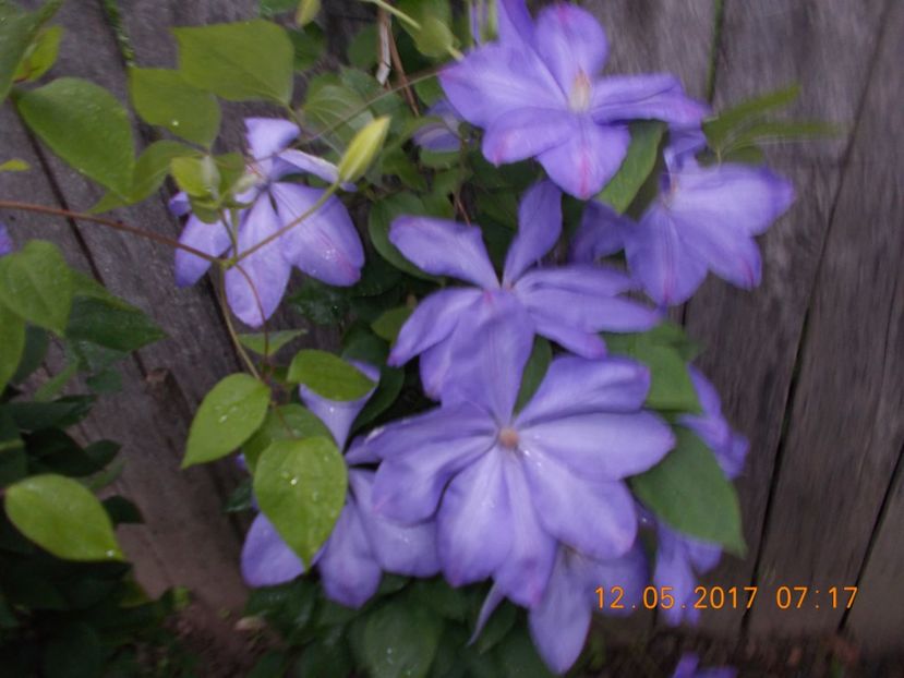  - Clematite 2016-2017-2019-2021-2022