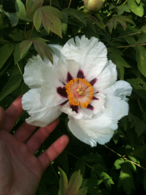 "White Lotus" - Bujori arbustivi