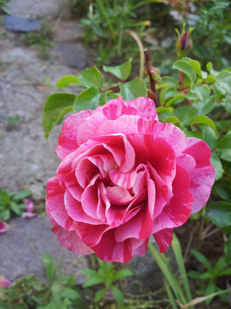 Ines Sastre - Ines Sastre