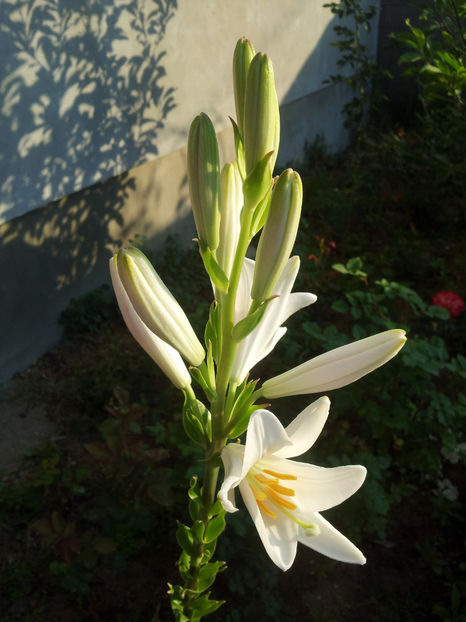  - Primavara - Vara 2017