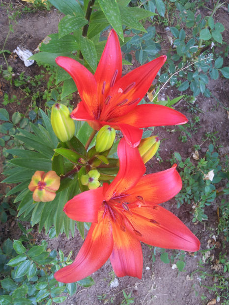  - Primavara - Vara 2017