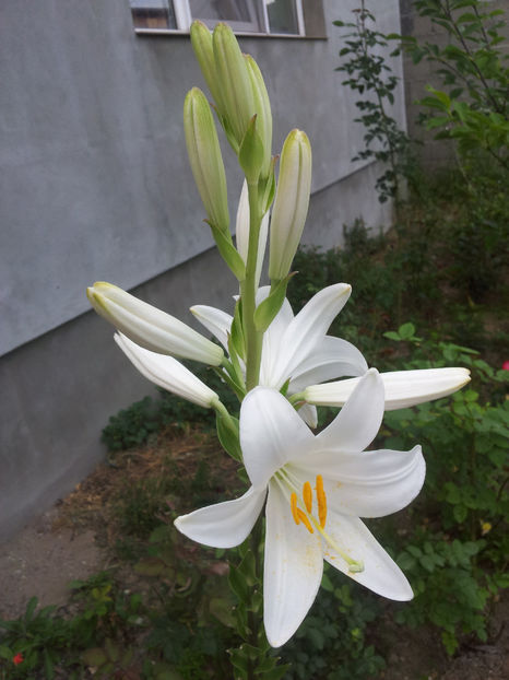  - Primavara - Vara 2017