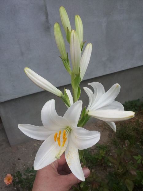  - Primavara - Vara 2017