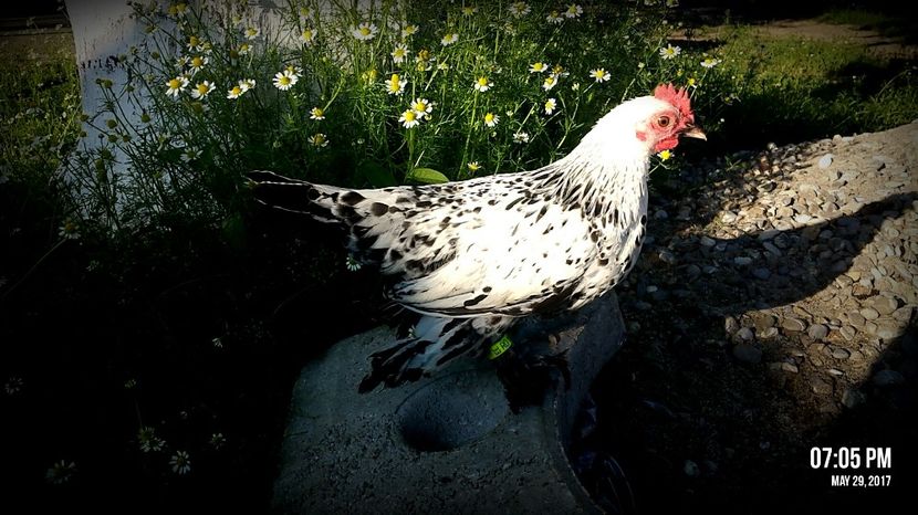 cocosel din 2017 - 2 Mii de flori alb bobat pe negru