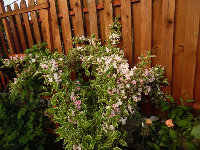 Weigella variegata - 000 Flori si trandafiri 2017