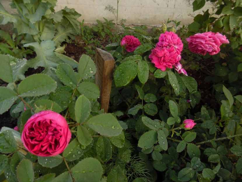 Rose de Recht - 000 Flori si trandafiri 2017