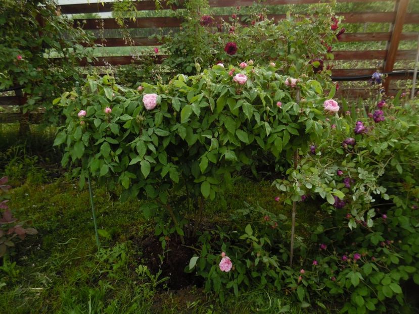 Jacques Cartier - 000 Flori si trandafiri 2017