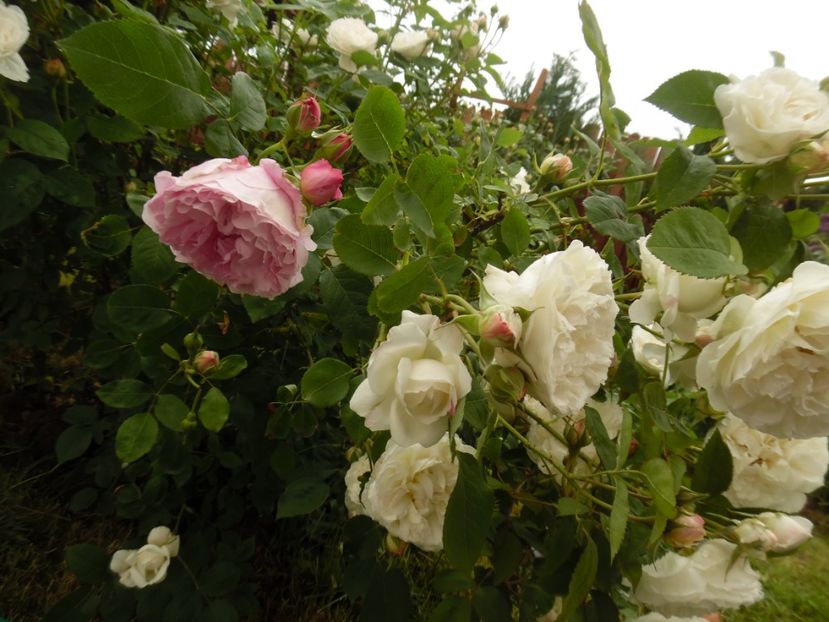  - 000 Flori si trandafiri 2017