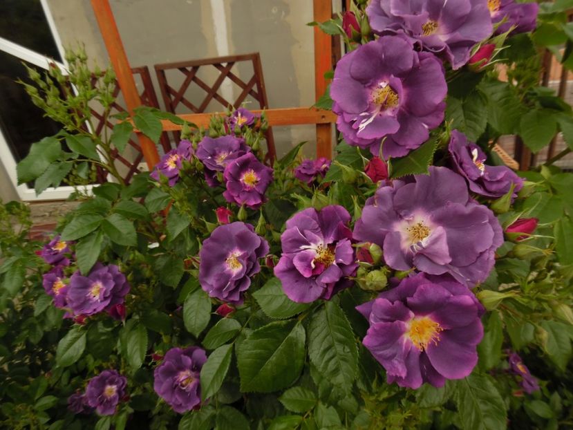  - 000 Flori si trandafiri 2017