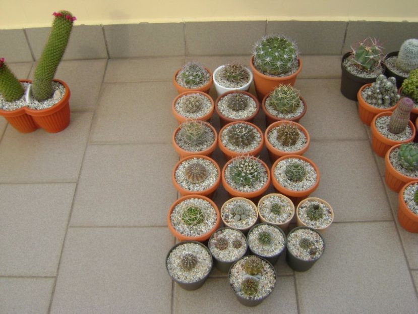 Grupul Gymnocalycium vara pe terasa - Cactusi 2017 Gymnocalycium