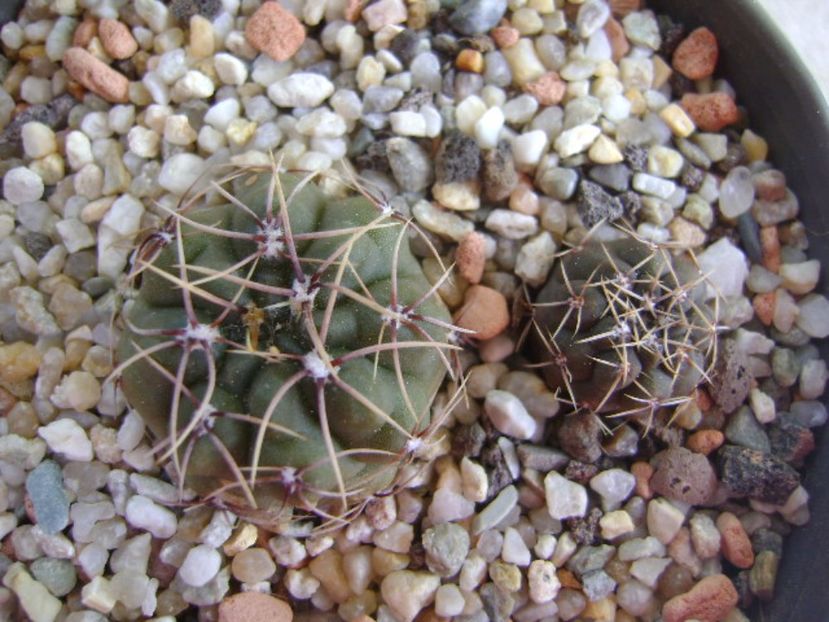 Gymnocalycium gibbosum - Cactusi 2017 Gymnocalycium