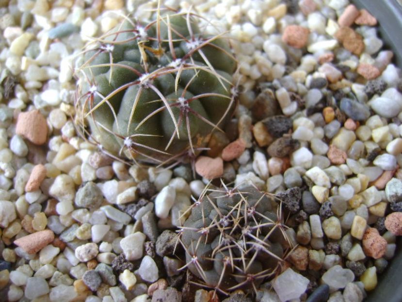 Gymnocalycium gibbosum - Cactusi 2017 Gymnocalycium