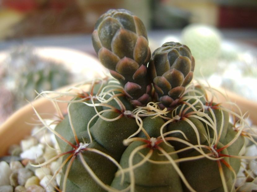 Gymnocalycium baldianum - Cactusi 2017 Gymnocalycium