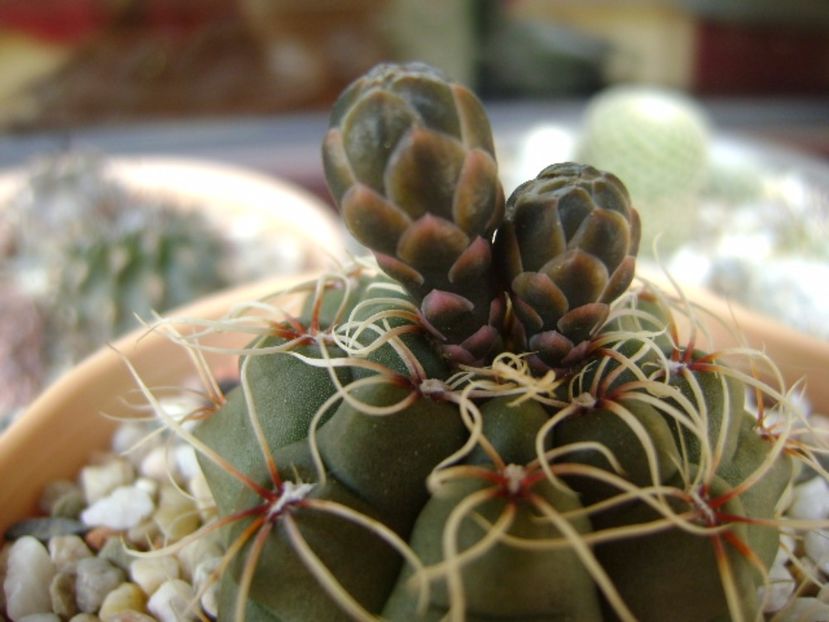 Gymnocalycium baldianum - Cactusi 2017 Gymnocalycium