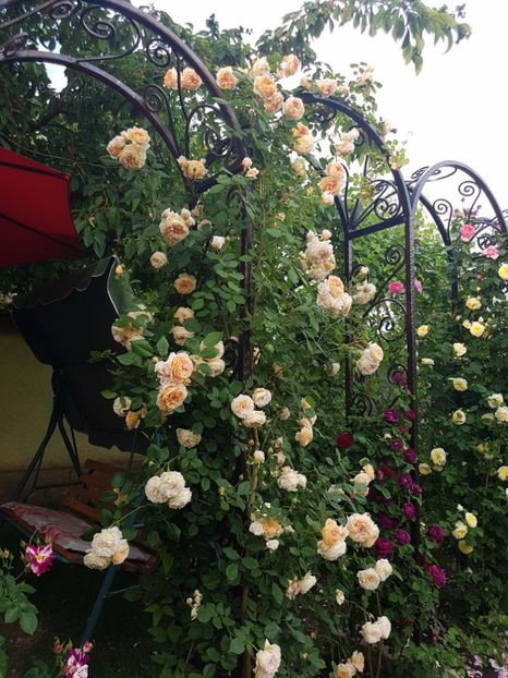  - crown princess margareta