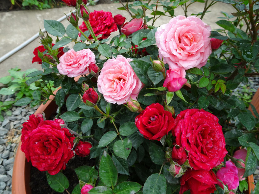  - TRANDAFIRI MINI IN CIUBAR