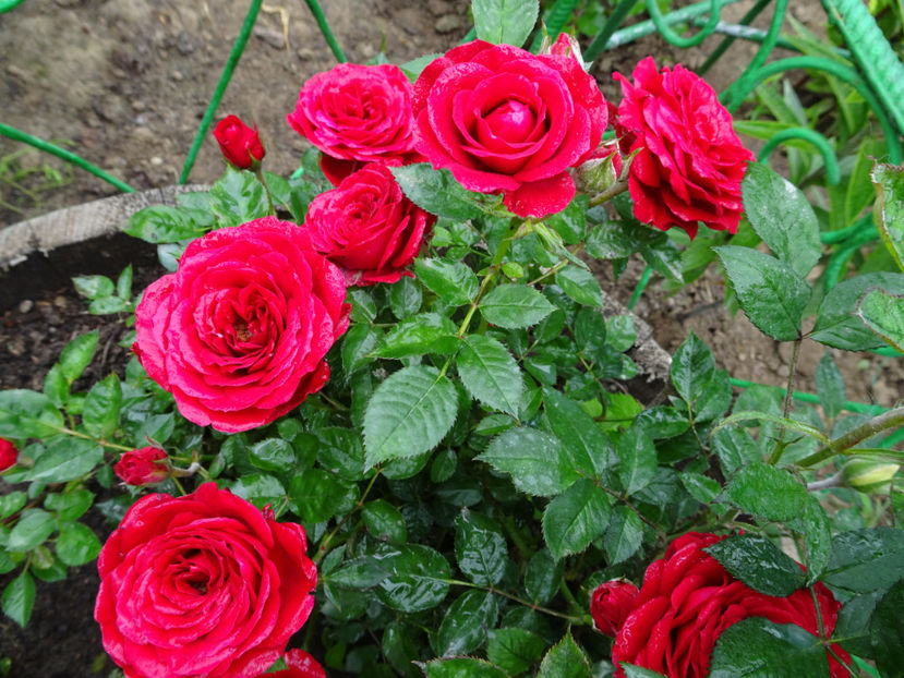  - TRANDAFIRI MINI IN CIUBAR