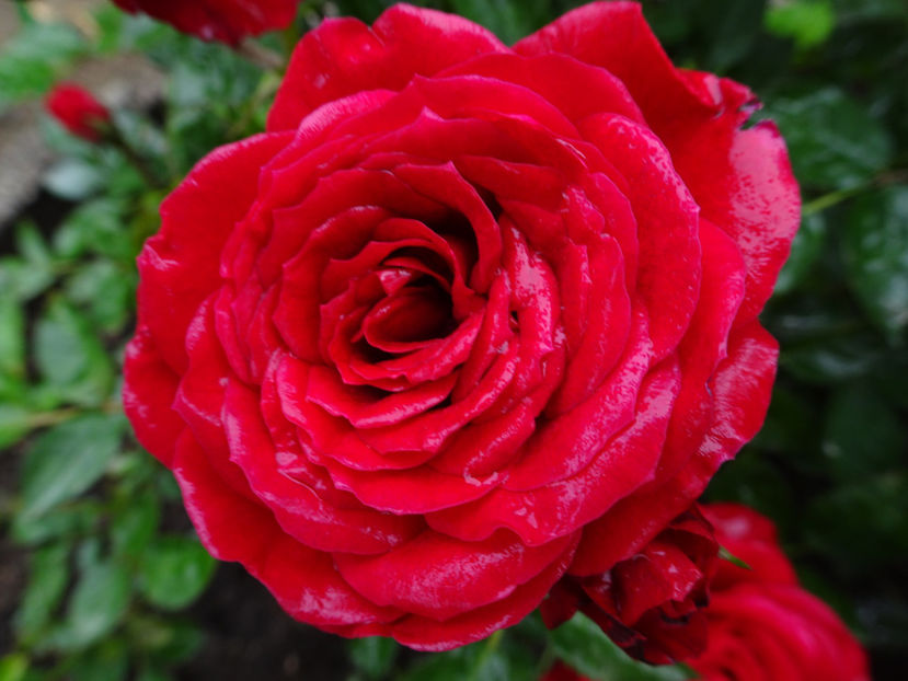  - TRANDAFIRI MINI IN CIUBAR