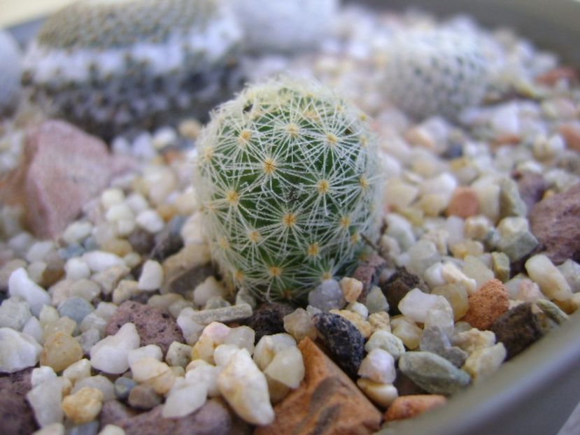 Mammillaria schiedeana ssp. giselae - Cactusi 2017 bis