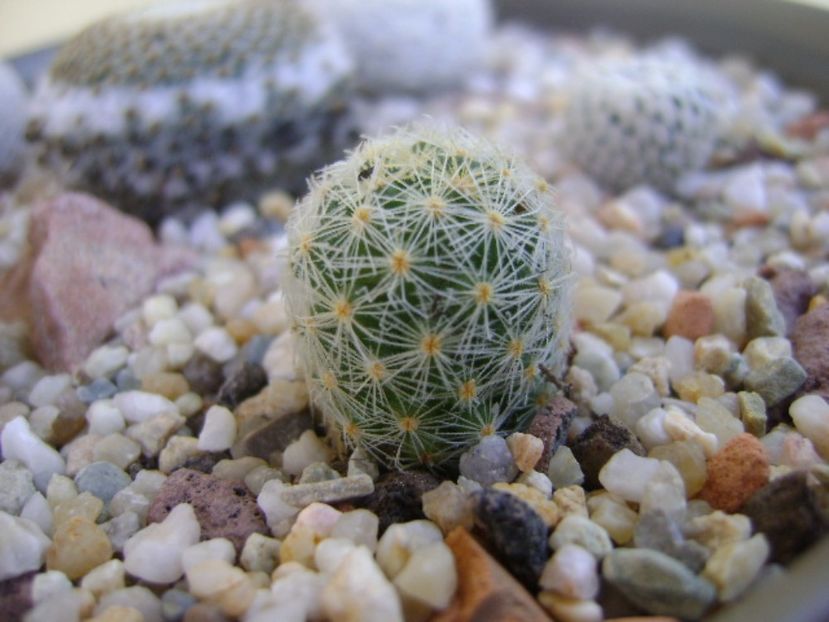 Mammillaria schiedeana ssp. giselae - Cactusi 2017 bis