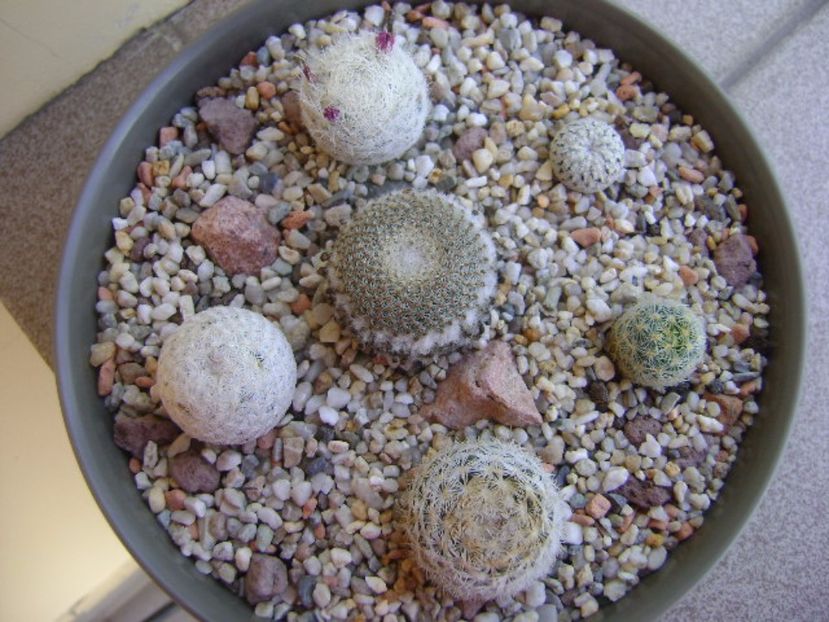 Grup de 6 Mammillaria - Cactusi 2017 bis