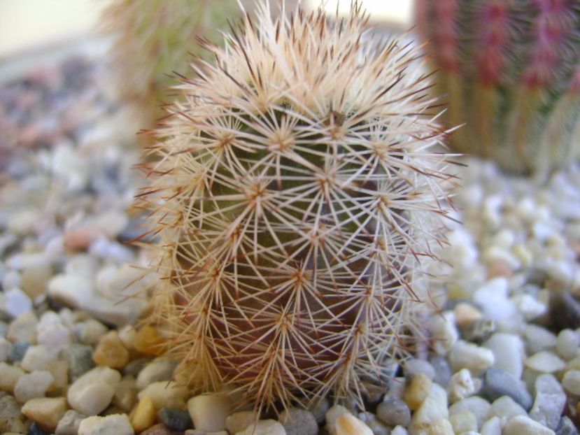 Echinocereus fitchii SB861 Webb Co, TX - Cactusi 2017 bis