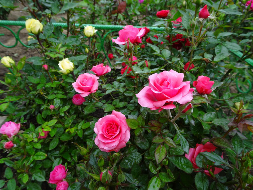  - TRANDAFIRI MINI IN CIUBAR