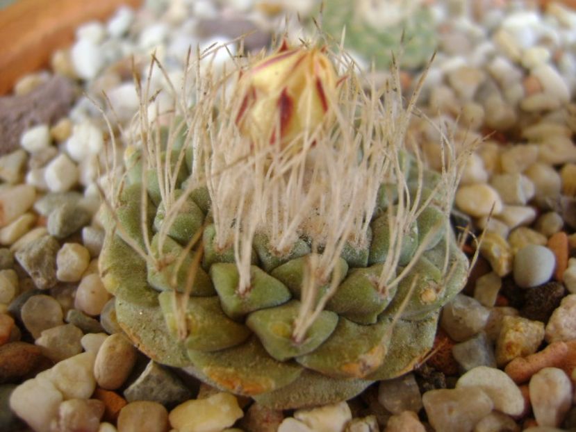 Strombocactus disciformis - Cactusi 2017 bis