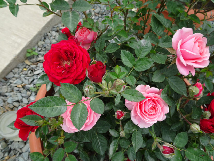  - TRANDAFIRI MINI IN CIUBAR