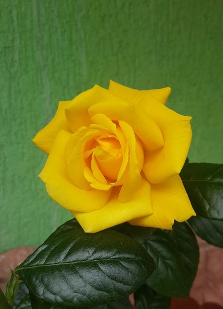 2017-05-27 13.27.39 (2) - P--GRADINA MEA