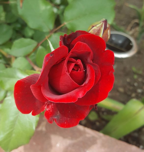2017-05-27 13.29.35-1 - P--GRADINA MEA