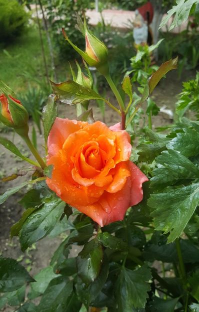 2017-05-27 13.29.41 (2) - P--GRADINA MEA