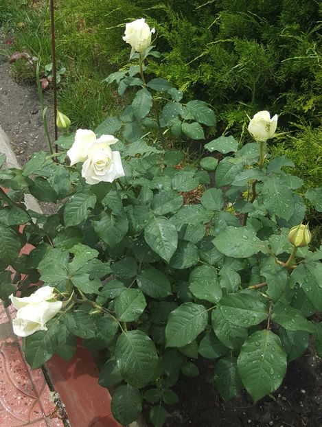 2017-05-27 13.29.52 (2) - P--GRADINA MEA