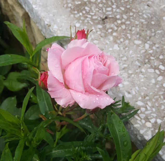2017-05-27 13.33.13-1 - P--GRADINA MEA