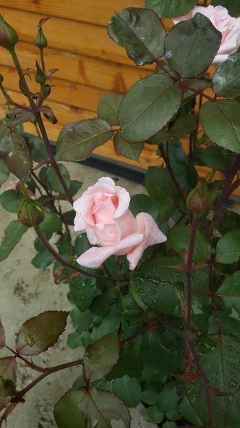 2017-05-27 13.36.58 - P--GRADINA MEA