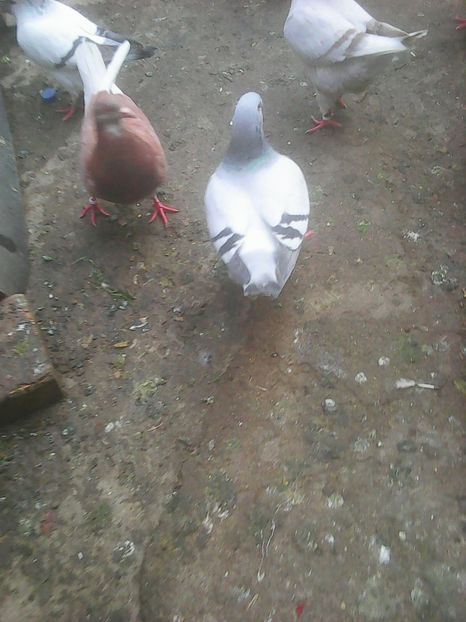 Photo0761 - Standard albastru