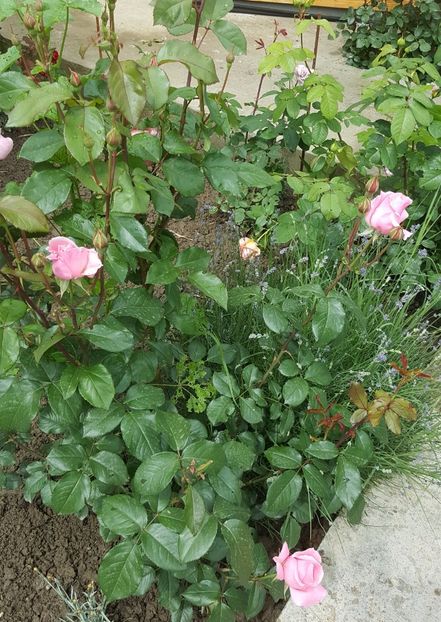 2017-05-27 14.57.34-1 - P--GRADINA MEA