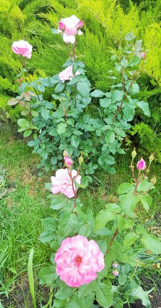 2017-05-31 11.37.57 (3) - P--GRADINA MEA